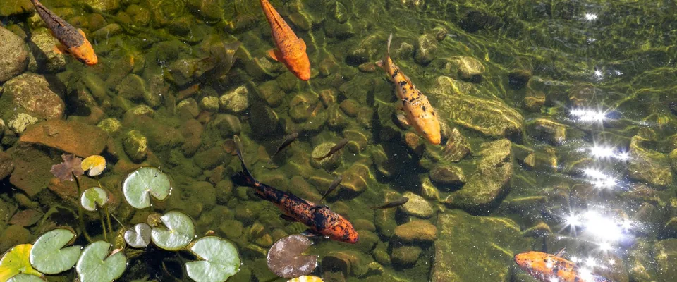 Piscine naturelle ou bain biologique : le guide complet 2026